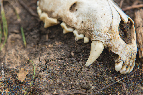 skull in the ground  a lifeless land