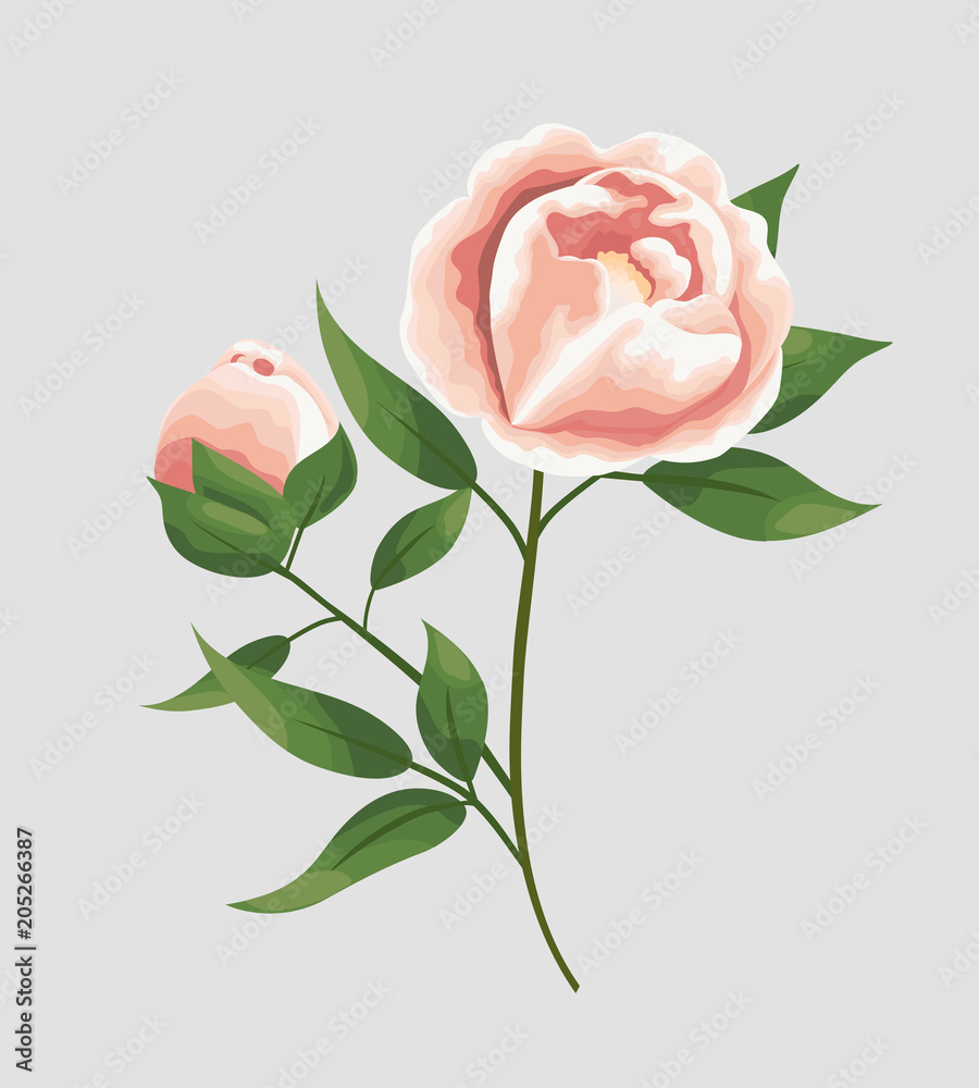 Obraz premium peony flowers in the style of watercolor.set of pink peonies objects, isolated objects for design of cards, invitations, banners, business cards, fabrics. Vector natural, botanical, elegant template