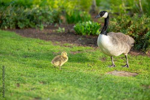Wild Canadian goose and its baby duckling on the grass in a park © Alexandre