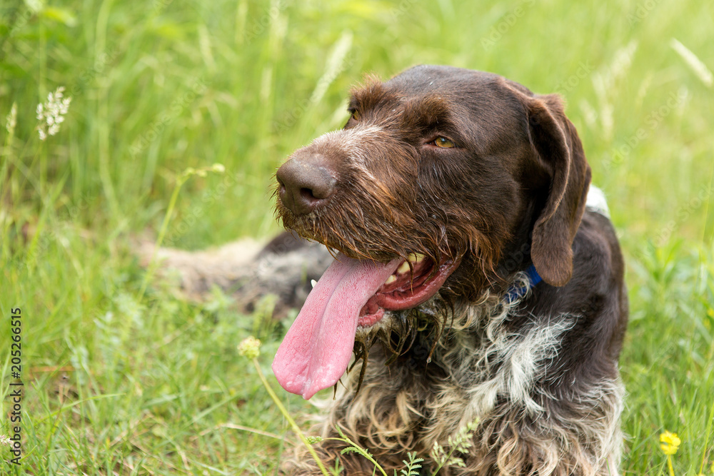 German hunting watchdog drahthaar, beautiful dog portrait in summer German hunting watchdog drahthaar, beautiful dog portrait in summer