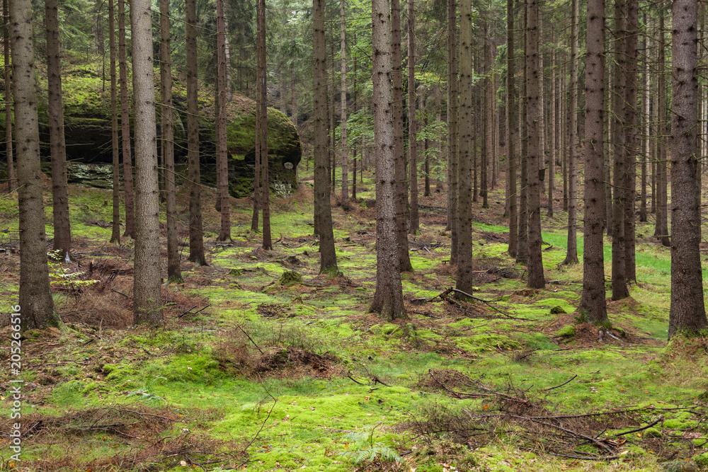 Naklejka premium Gęsty las iglasty z zielonym mchem i skałami