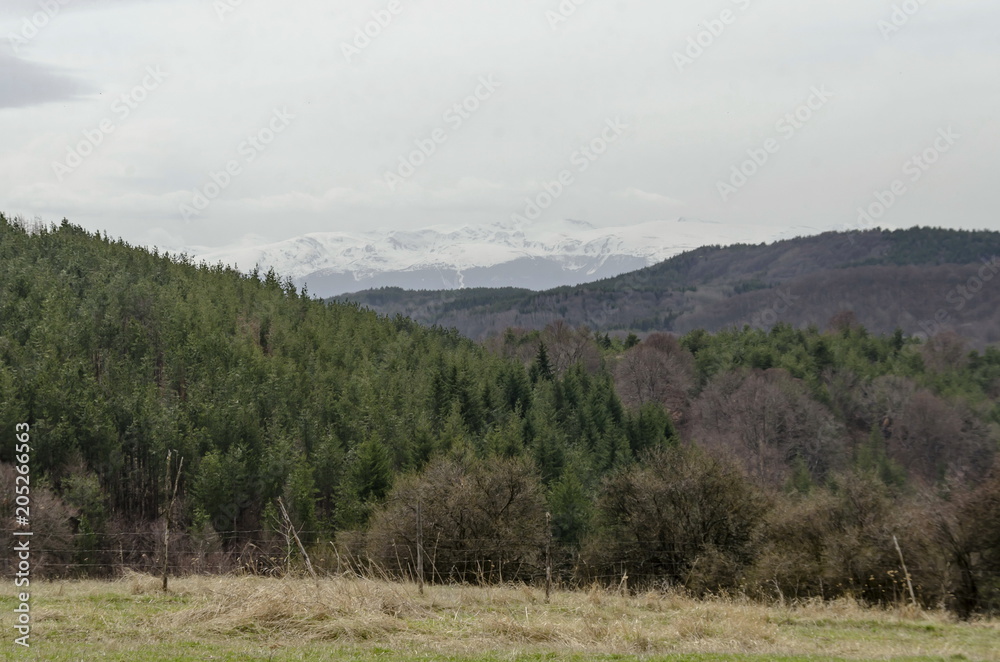 Landscape of springtime nature with mix forest and glade in Plana mountain and snowy Rila mountain, Bulgaria Landscape of springtime nature with mix forest and glade in Plana mountain and snowy Rila mountain, Bulgaria