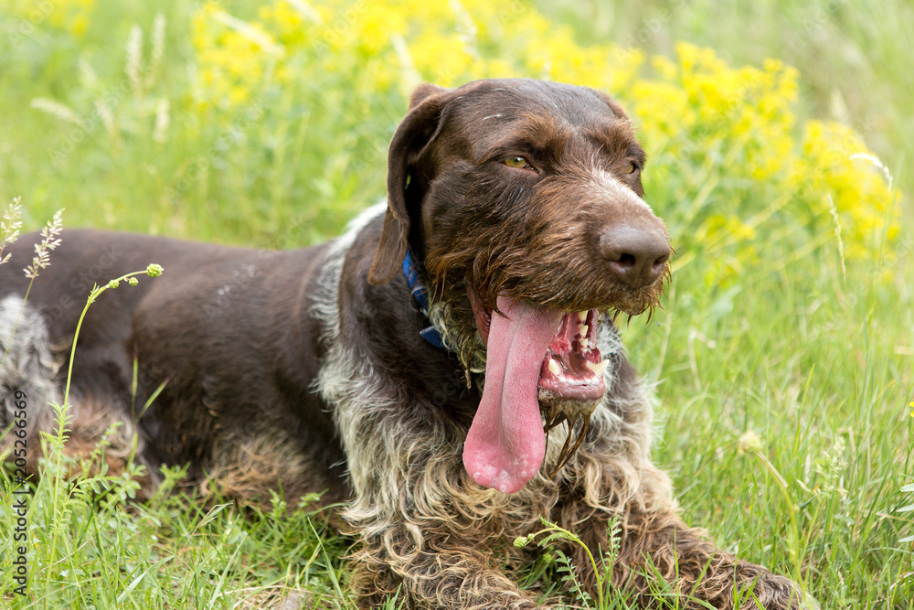 German hunting watchdog drahthaar, beautiful dog portrait in summer