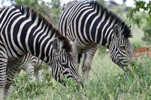 Burchels zebras Kruger National park South Africa