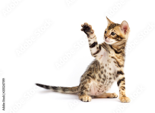 kitten on white background © Happy monkey