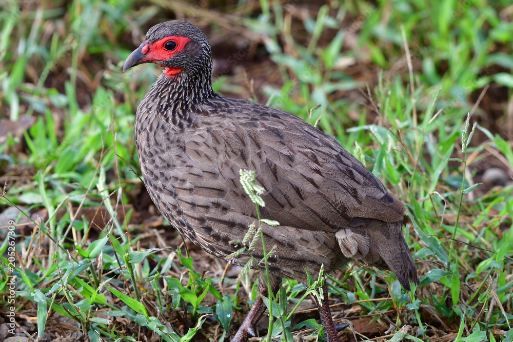 swainsons spurfowl francolin bird,Kruger National park in South Africa swainsons spurfowl francolin bird,Kruger National park in South Africa