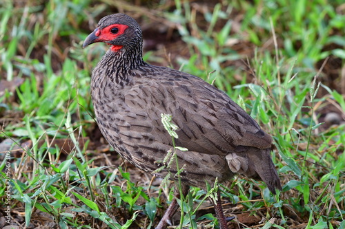 swainsons spurfowl francolin bird,Kruger National park in South Africa