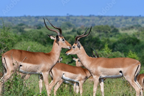 two male impala antelope comparing each other Kruger National Park in South Africa