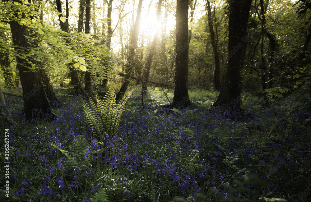 Naklejka premium Last light illuminating a fern 