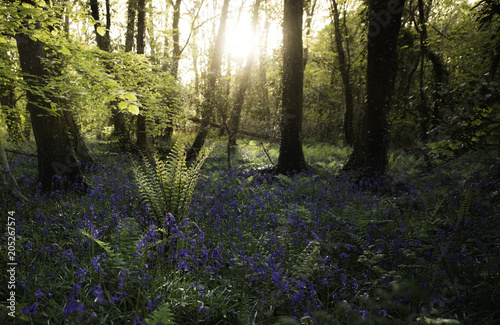 Last light illuminating a fern 