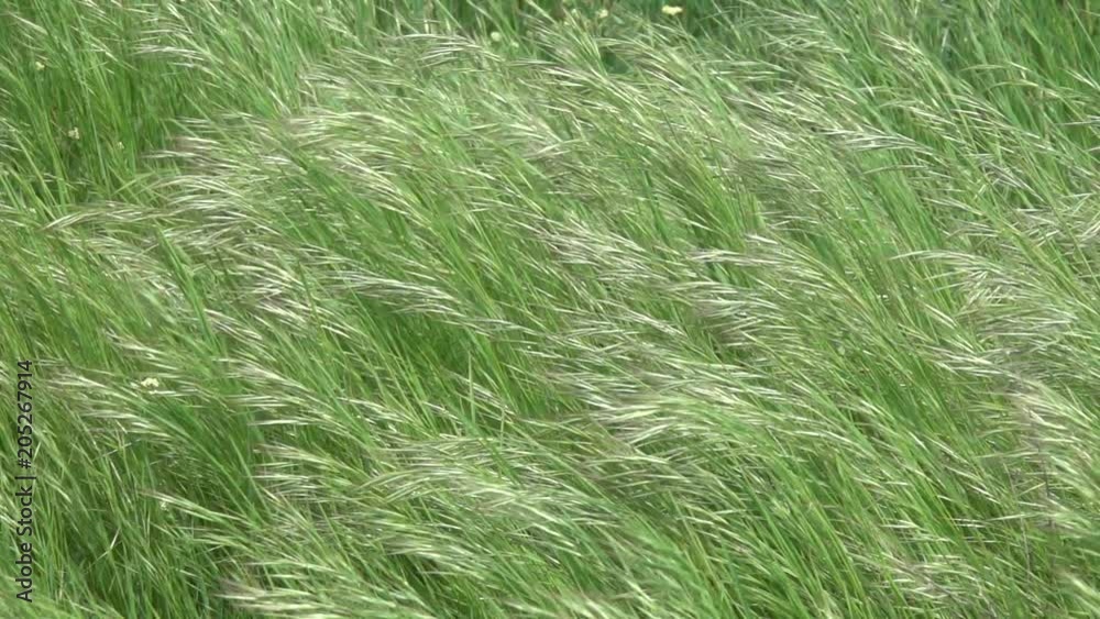 Wind and green grass at summer background, slow motion Wind and green grass at summer background, slow motion