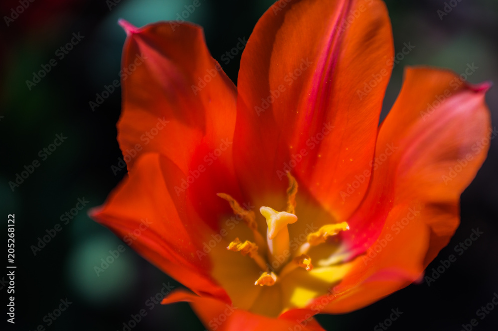 Orange tulip in the garden at the dacha close-up on a sunny bright day