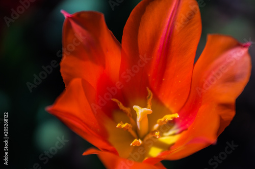 Orange tulip in the garden at the dacha close-up on a sunny bright day