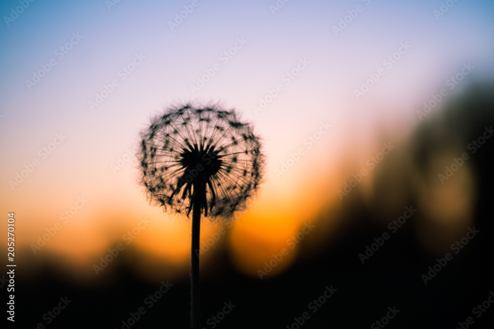Silhouette of dandelion close-up at sunset at dusk