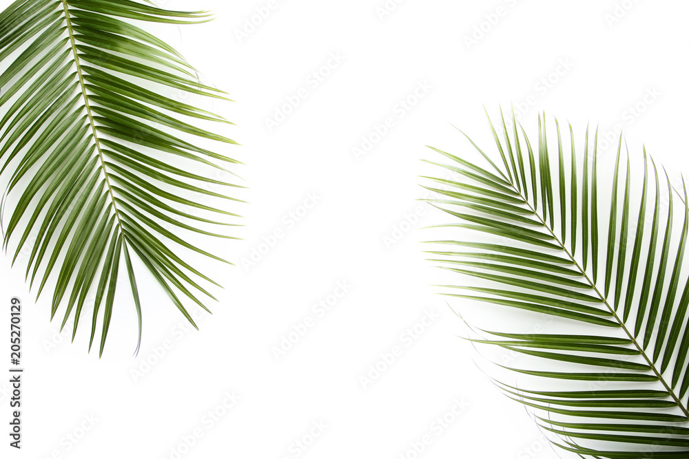 Fototapeta premium Green palm leafs on white background