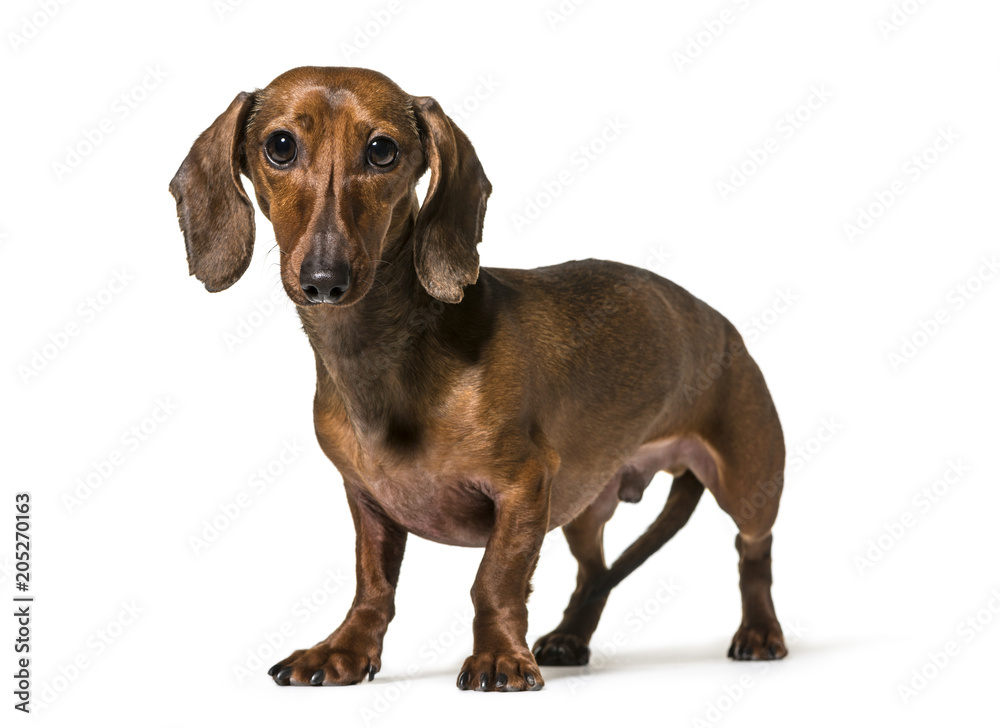Dachshund dog , 2.5 years old, standing against white background