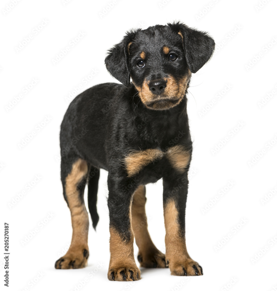 Mixed-breed dog , 2 months old, standing against white background Mixed-breed dog , 2 months old, standing against white background