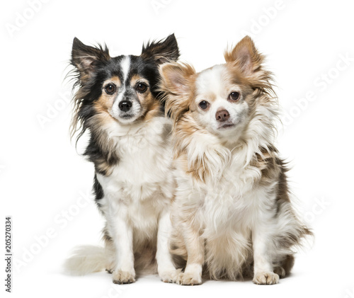 Mixed-breed dog   7 and 5 years old  sitting against white background
