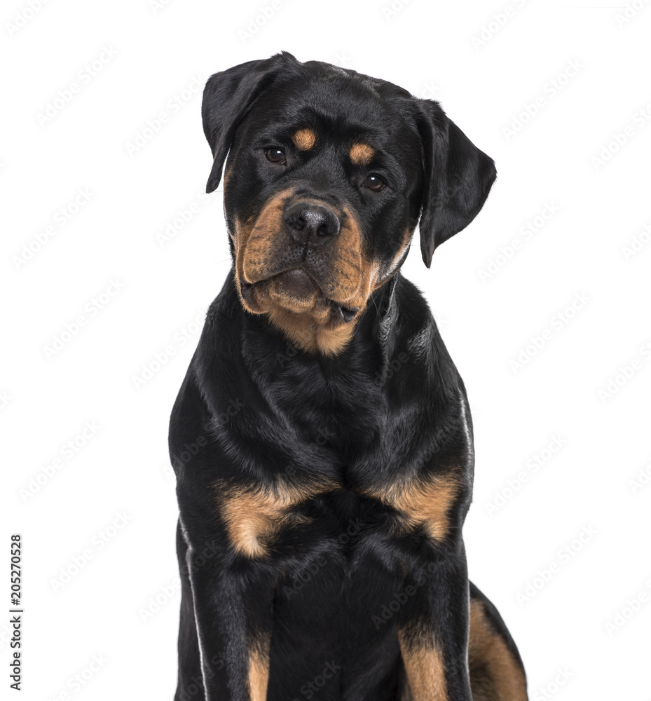 Rottweiler dog sitting against white background