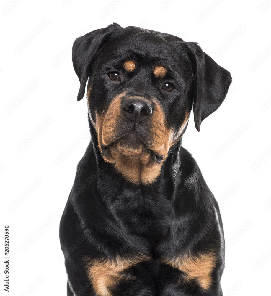 Rottweiler dog sitting against white background