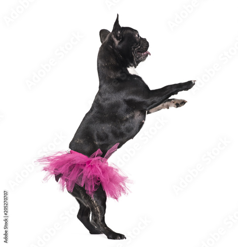 Fototapeta Naklejka Na Ścianę i Meble -  French Bulldog, 1.5 years old, dancing in tutu standing against white background