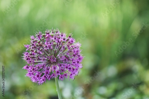 violette Bl  te des Allium