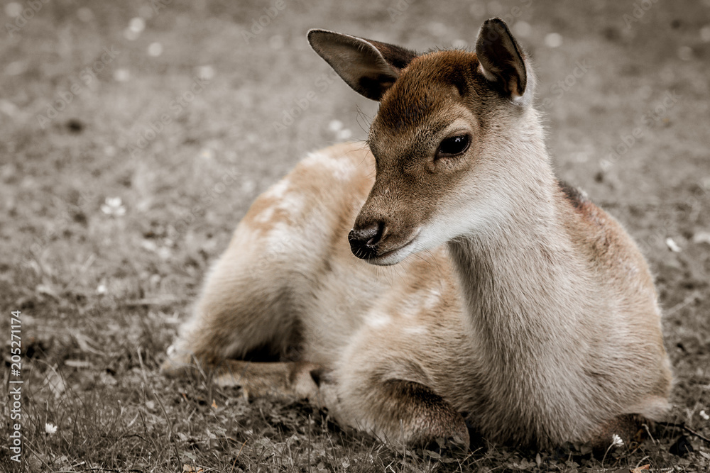 Fawn. Colour photography.