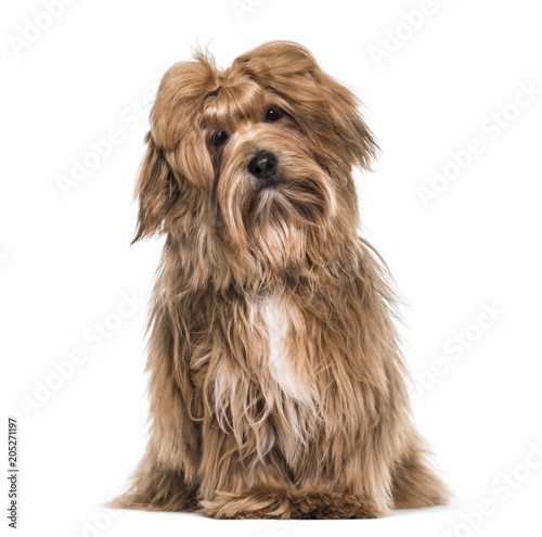 Havanese dog , 8 months old, sitting against white background © Eric Isselée