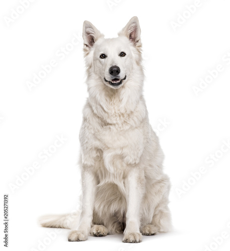 Swiss White Shepherd dog , 4 years old, sitting against white background