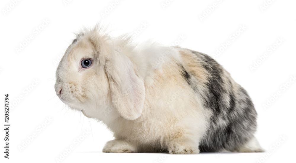Lop Rabbit , 1 year old, sitting against white background Lop Rabbit , 1 year old, sitting against white background