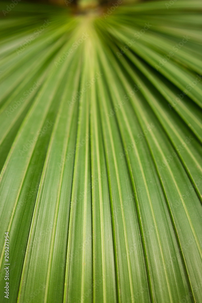 Fototapeta premium Green textured leaf of halopegia perrieri