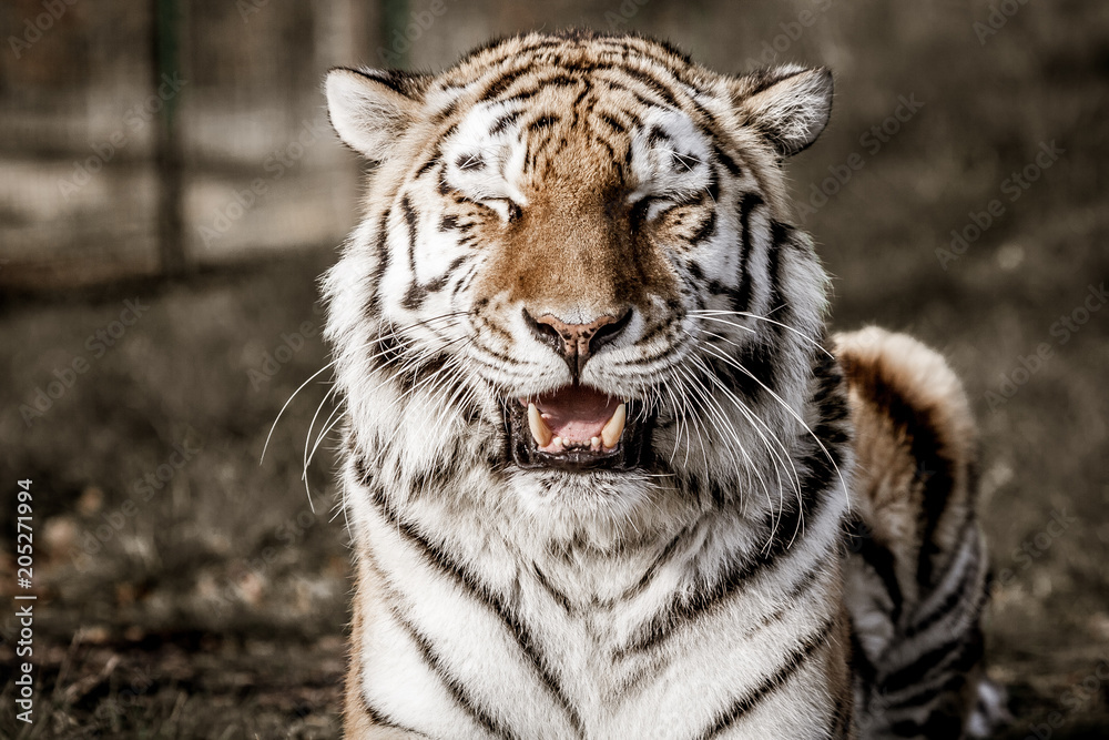 grinning tiger