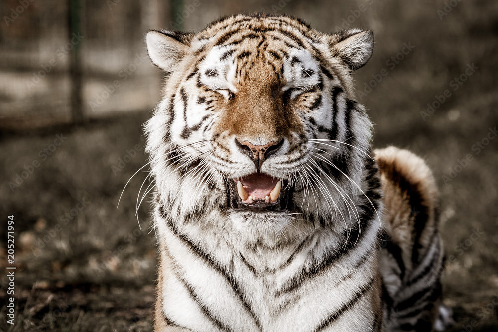 Smiling Tiger. Colour Photography. Stock Photo | Adobe Stock