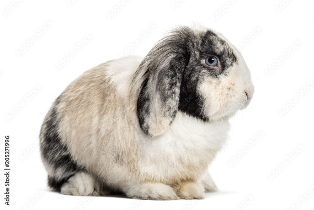 Lop Rabbit , 1 year old, sitting against white background Lop Rabbit , 1 year old, sitting against white background