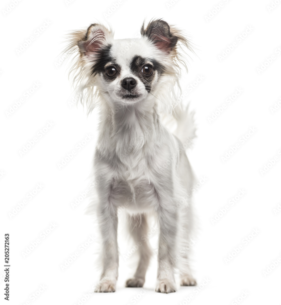 Chihuahua dog , 2 years old, standing against white background Chihuahua dog , 2 years old, standing against white background