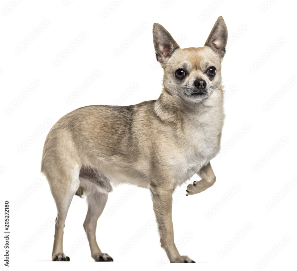 Chihuahua dog , 3 years old, standing with one leg raised again white background