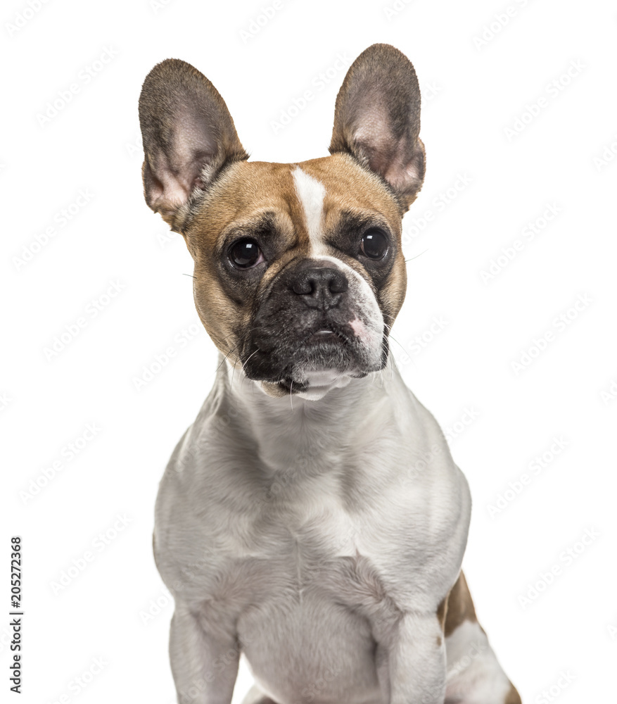 French Bulldog , 3 years old, sitting against white background
