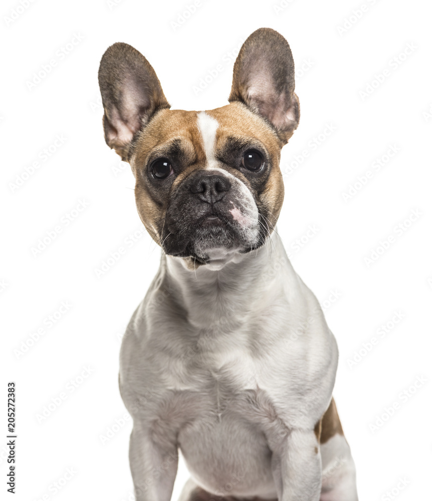 French Bulldog , 3 years old, sitting against white background