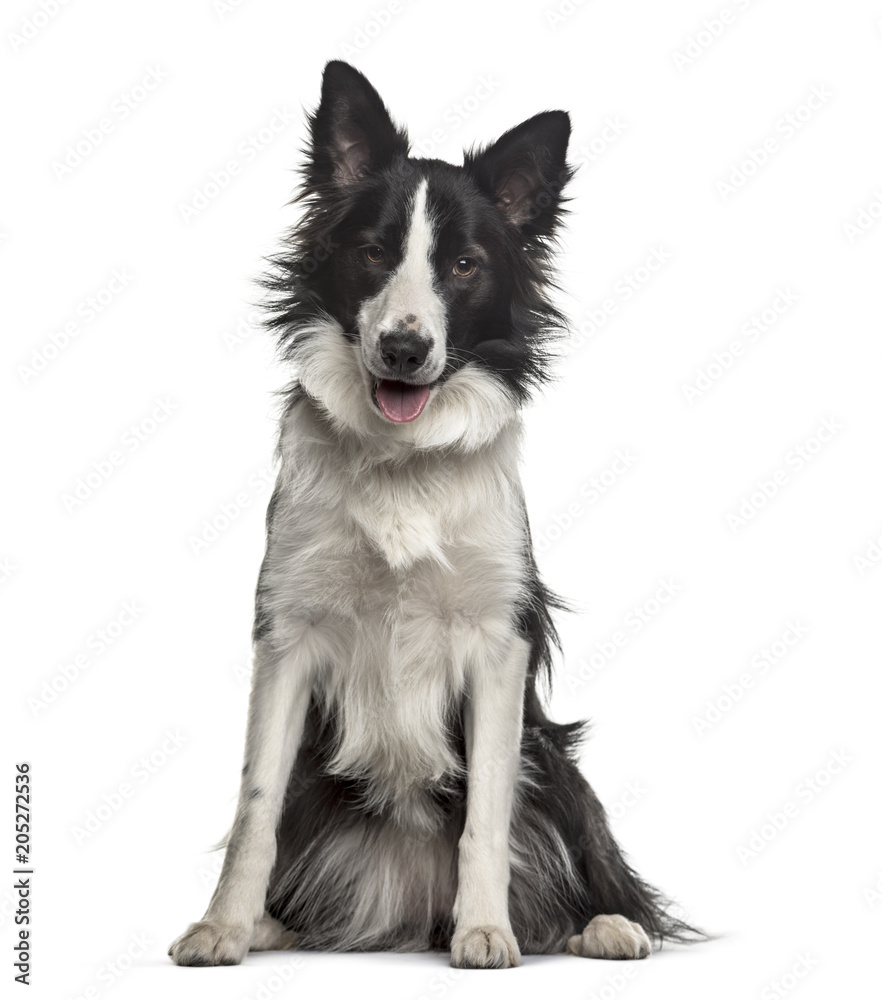 Border Collie dog , 18 months old, sitting against white background