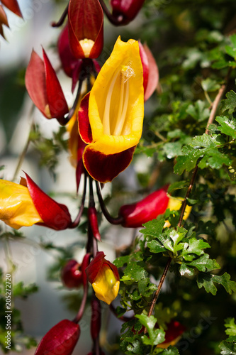 Red flowers of chirita tamiana, Gesneriaceae, tropical Asia. photo