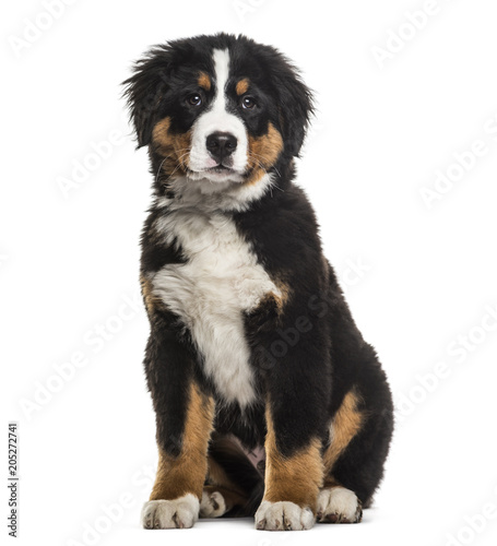 Bernese Mountain Dog , 4 months old, sitting against white background