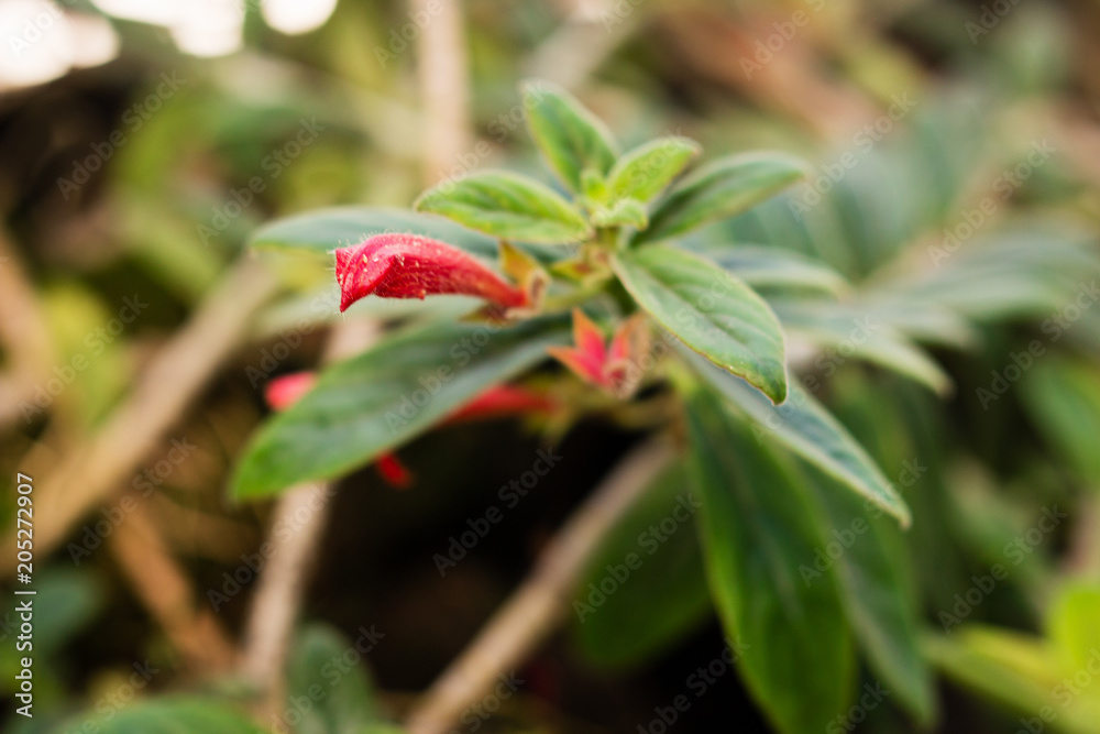 Red flowers closeup (Peperomia perciliata in latin). Red flowers closeup (Peperomia perciliata in latin).
