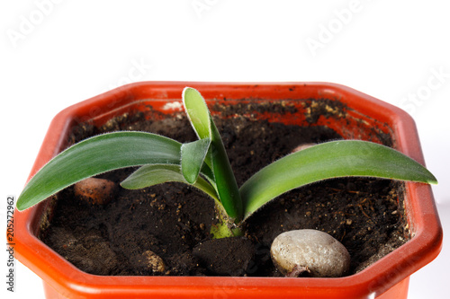 flower haemanthus in a pot on a white background isolated