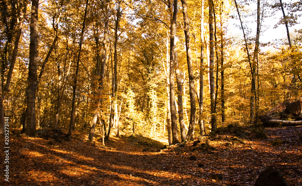 Obraz premium Autumn Forest. Park Road. Landscape with the autumn forest.