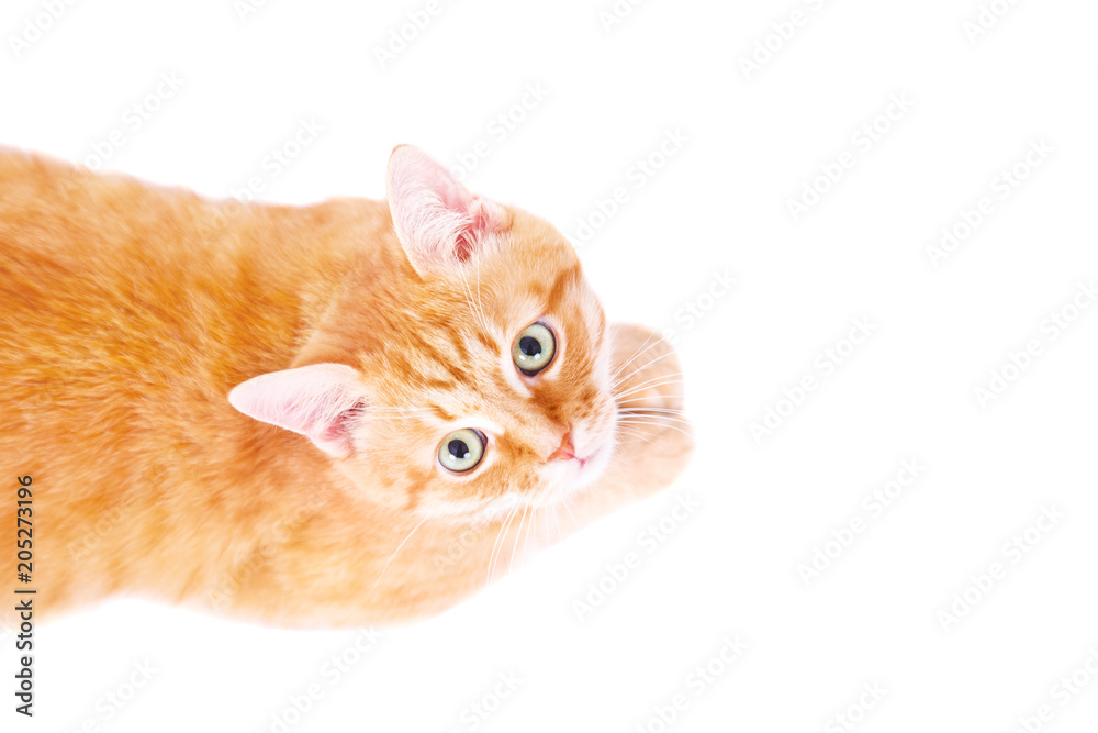 Fototapeta Cute ginger cat lying on the floor.
