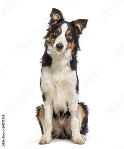 Border Collie dog sitting against white background