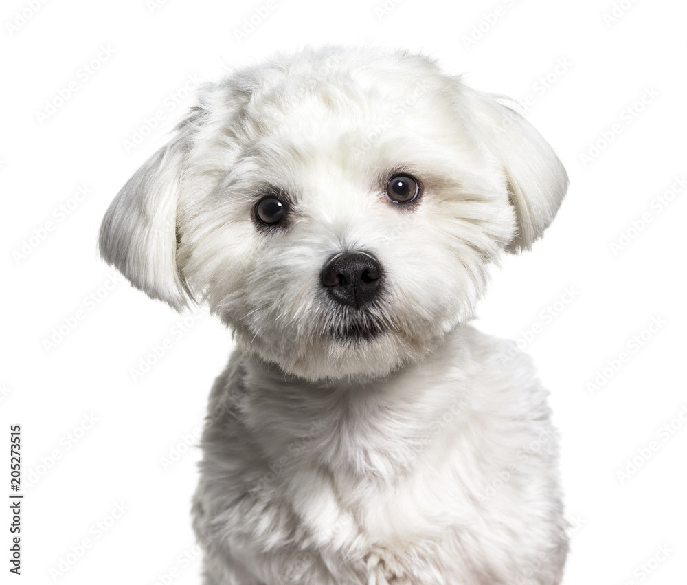 Maltese dog , 11 months old, against white background