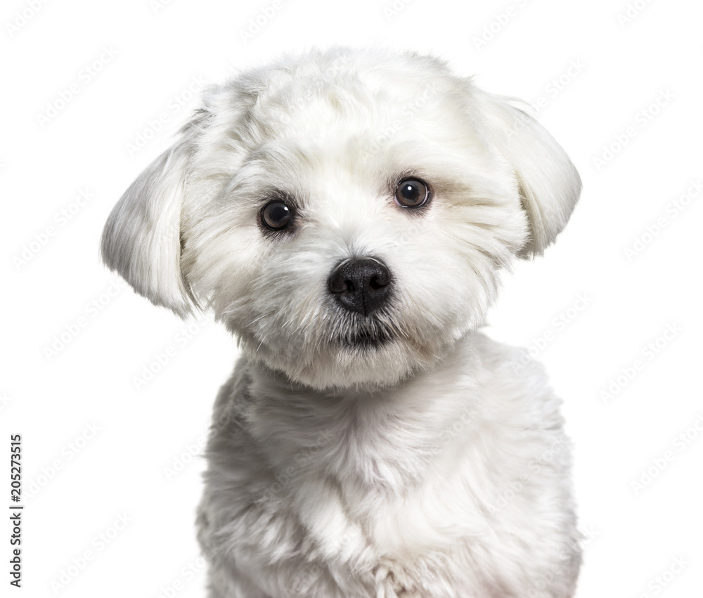 Maltese dog , 11 months old, against white background Maltese dog , 11 months old, against white background