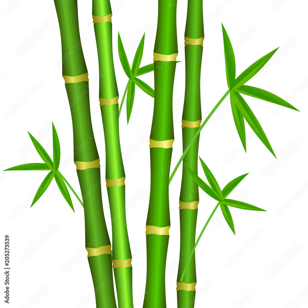 Obraz premium Green bamboo stems with leaves on a white background.