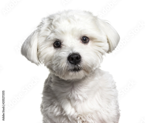 Fototapeta Naklejka Na Ścianę i Meble -  Maltese dog , 11 months old, against white background